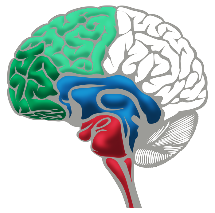 Brain ALL Parts